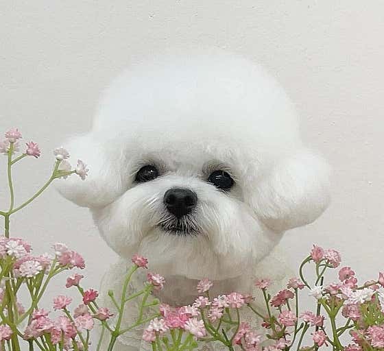 코지몽 반려견 미용실 · 네이버 지도·플레이스 8