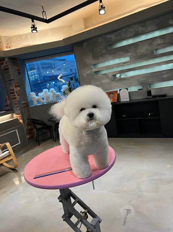 그루밍제이