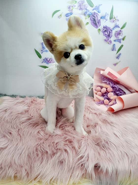 귀엽개귀엽냥