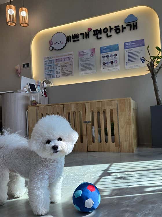 예쁘개편안하개 애견미용&애견호텔&애견놀이방 대표이미지