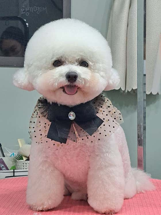 테라스애견미용실 · 네이버 지도·플레이스 7