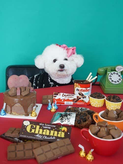뚜드림 애견 유치원 · 네이버 지도·플레이스 4