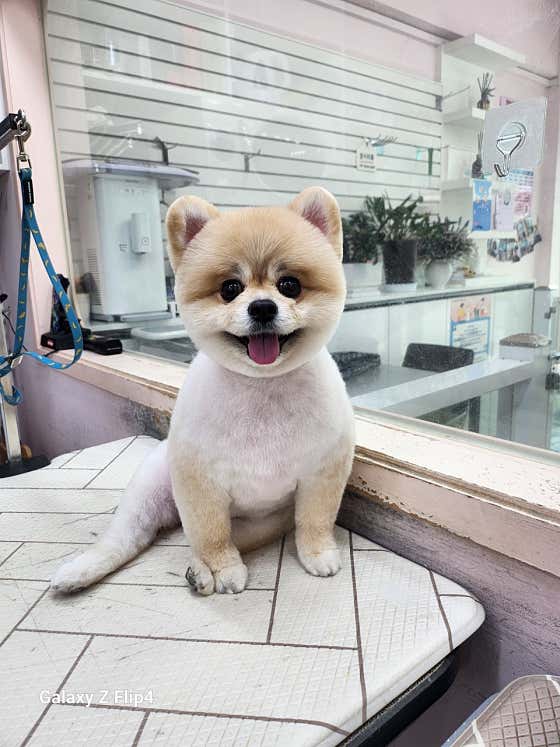 호야펫살롱 · 네이버 지도·플레이스 5