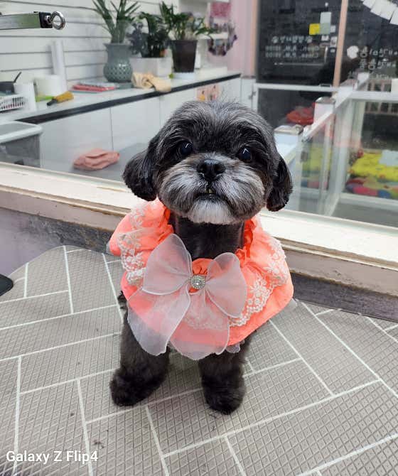 호야펫살롱 · 네이버 지도·플레이스 10