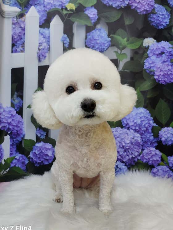 호야펫살롱 · 네이버 지도·플레이스 2