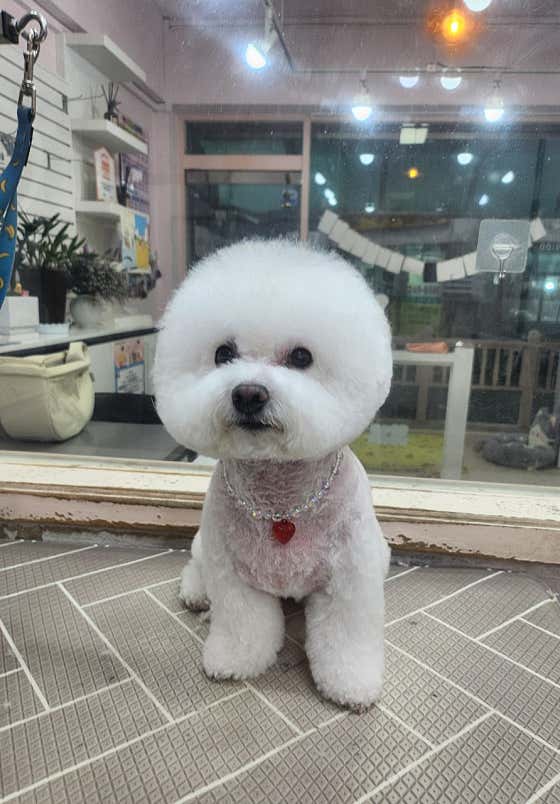 호야펫살롱 · 네이버 지도·플레이스 3