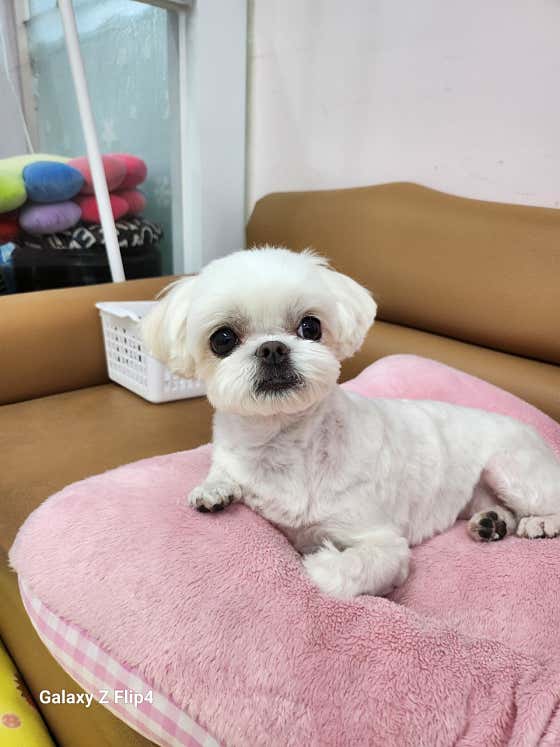 호야펫살롱 · 네이버 지도·플레이스 9