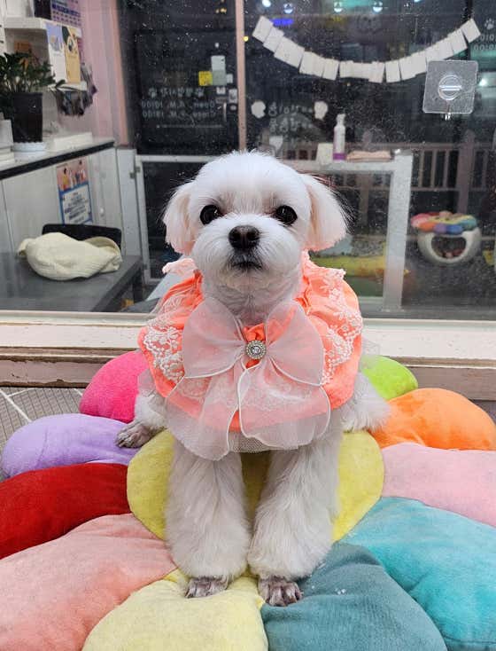 호야펫살롱 · 네이버 지도·플레이스 8