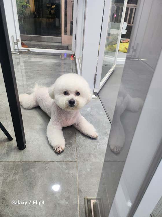 호야펫살롱 · 네이버 지도·플레이스 4