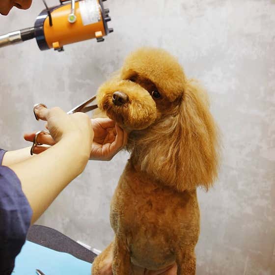 은밀한개 위대한개 · 네이버 지도·플레이스 2