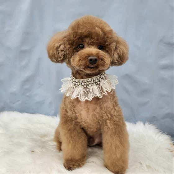 봄날의댕댕이 · 네이버 지도·플레이스 7