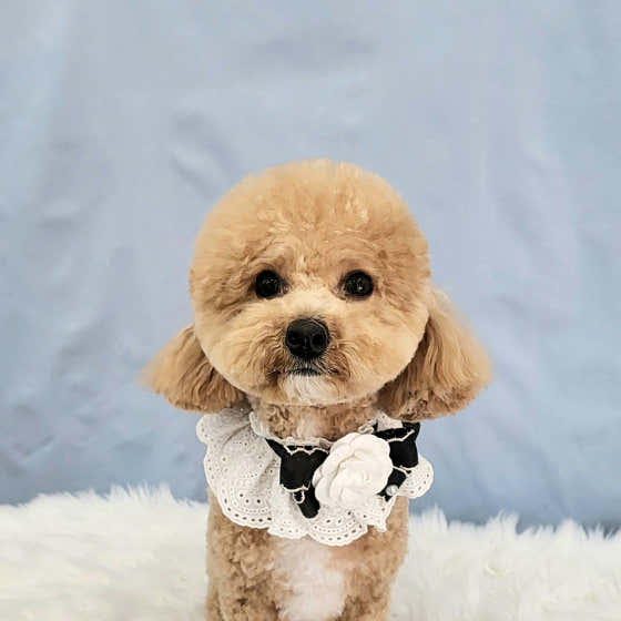 봄날의댕댕이 · 네이버 지도·플레이스 10