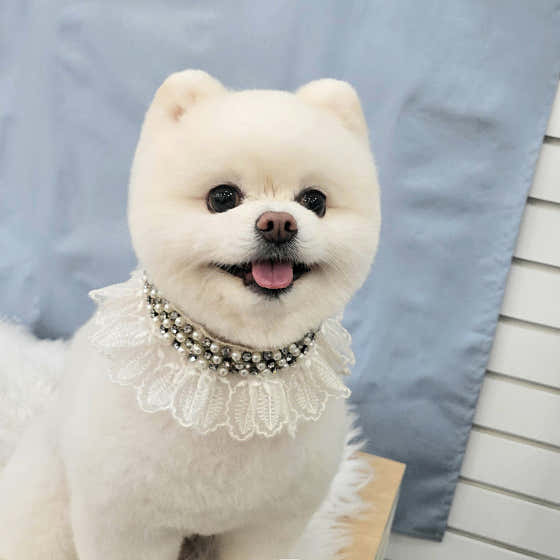 봄날의댕댕이 · 네이버 지도·플레이스 3