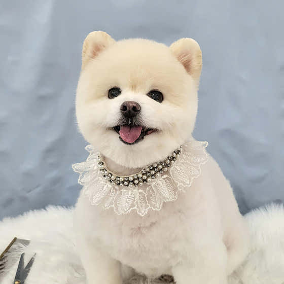 봄날의댕댕이 · 네이버 지도·플레이스 2