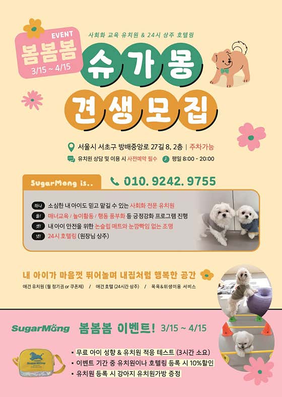 슈가몽 강아지유치원 대표이미지