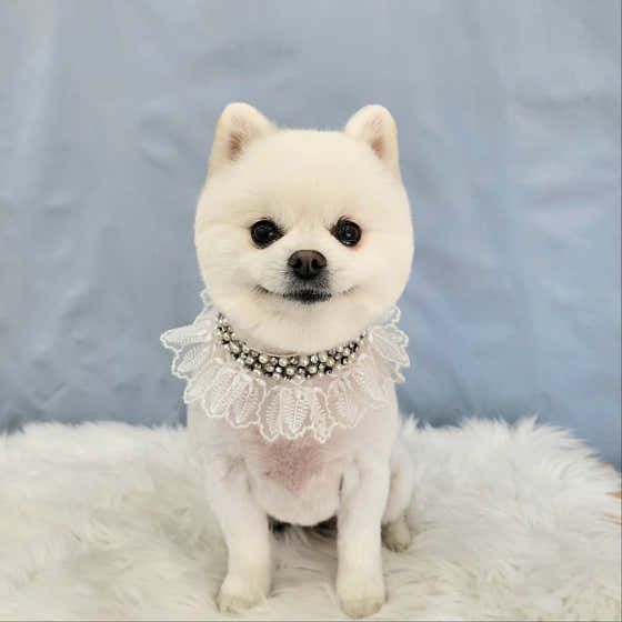 봄날의댕댕이 · 네이버 지도·플레이스 4