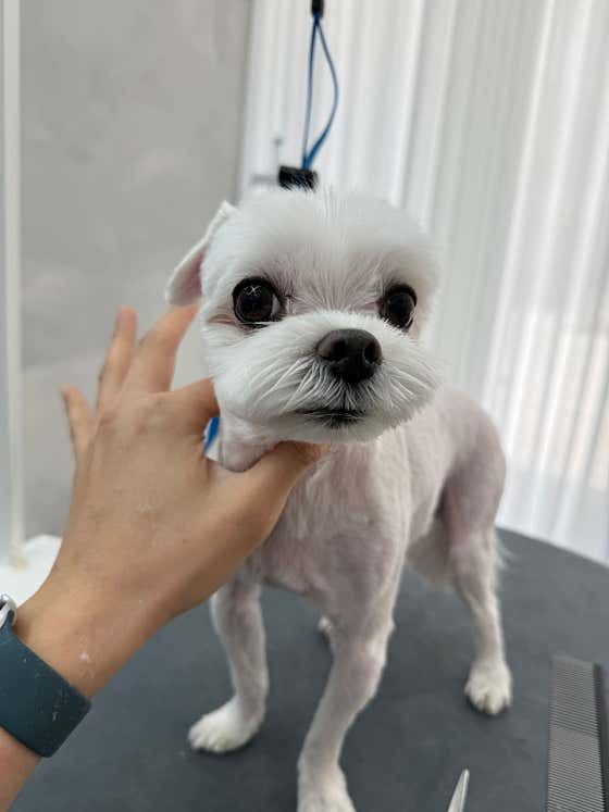 퍼피팸퍼 · 네이버 지도·플레이스 6