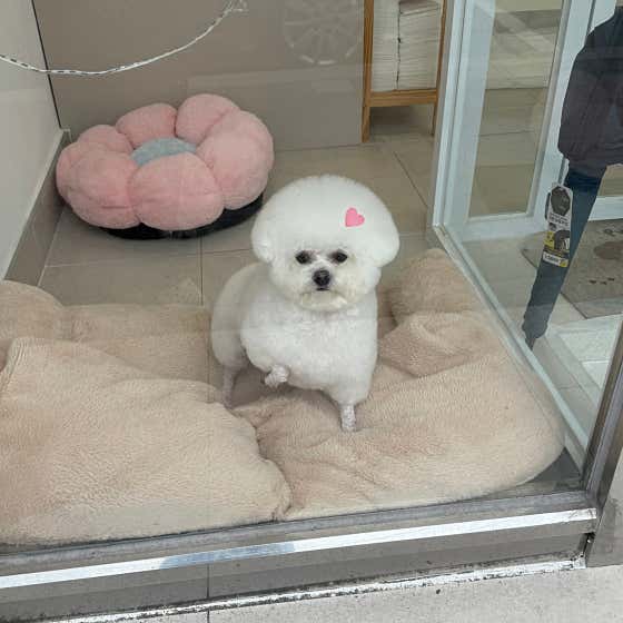 디어마이몽 · 네이버 지도·플레이스 4