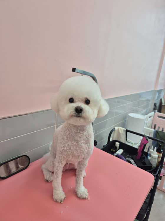 유스펫 · 네이버 지도·플레이스 2