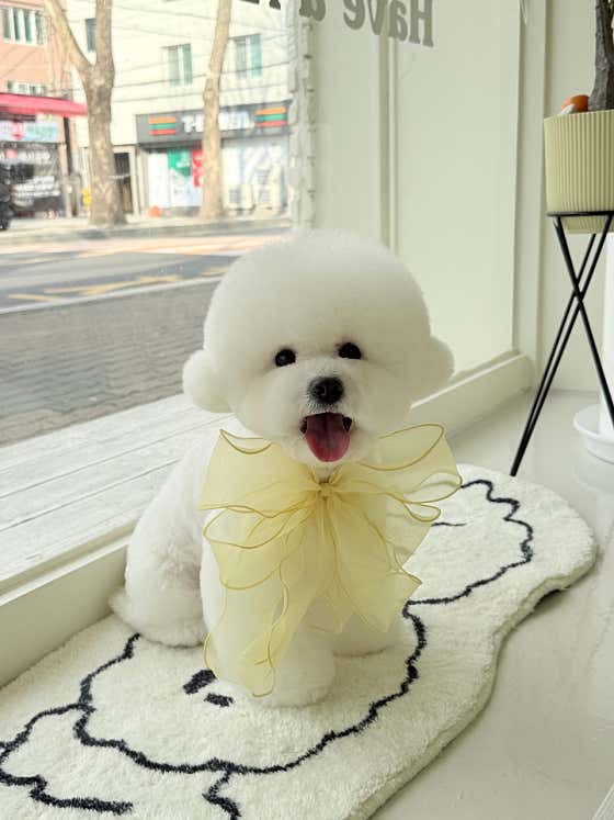 아로몽