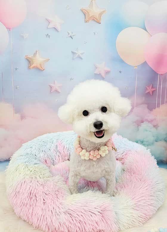 애견미용실러브펫