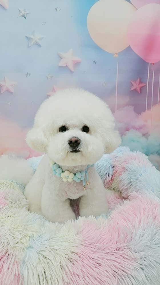 애견미용실러브펫 · 네이버 지도·플레이스 10