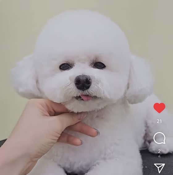 포숑포숑 애견미용실 · 네이버 지도·플레이스 7