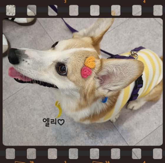 개밥파는고양이 우장산역점 · 네이버 지도·플레이스 4