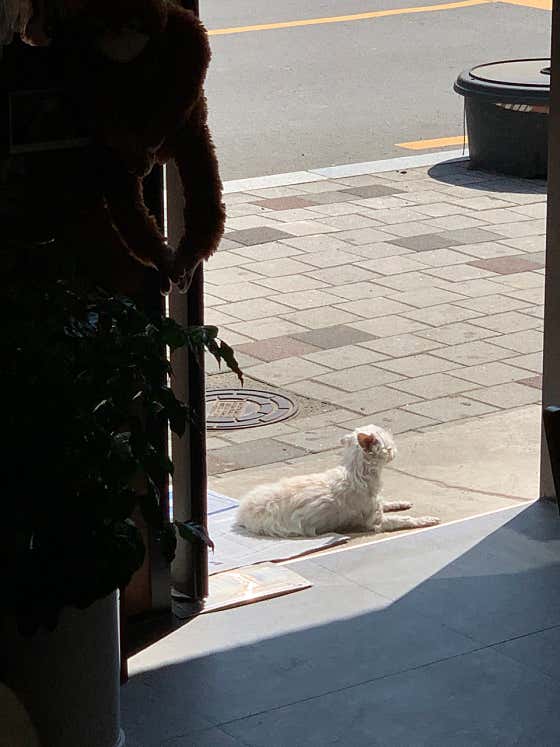 건강이 메뉴 사진(네이버)