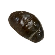 치즈 먹물 소금빵 메뉴 사진(네이버)