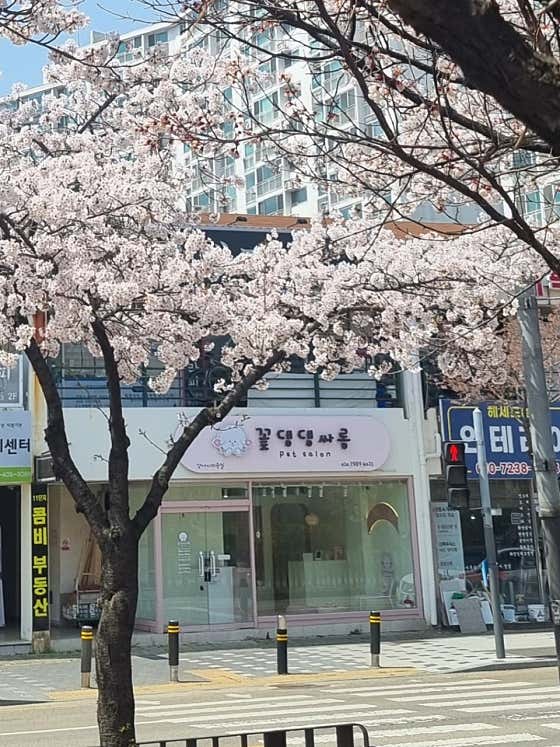 꽃댕댕싸롱 · 네이버 지도·플레이스 2