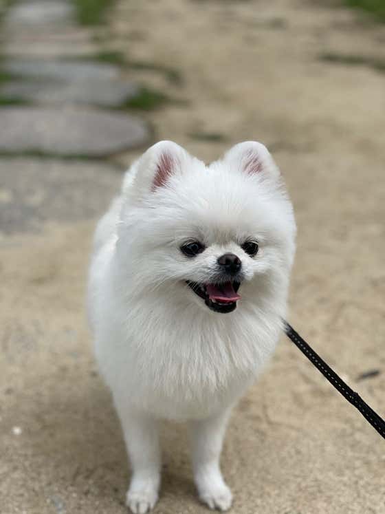 발라당