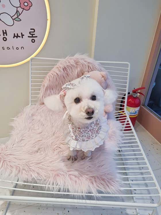 꽃댕댕싸롱 · 네이버 지도·플레이스 3