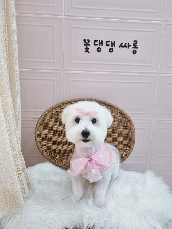 꽃댕댕싸롱 · 네이버 지도·플레이스 4