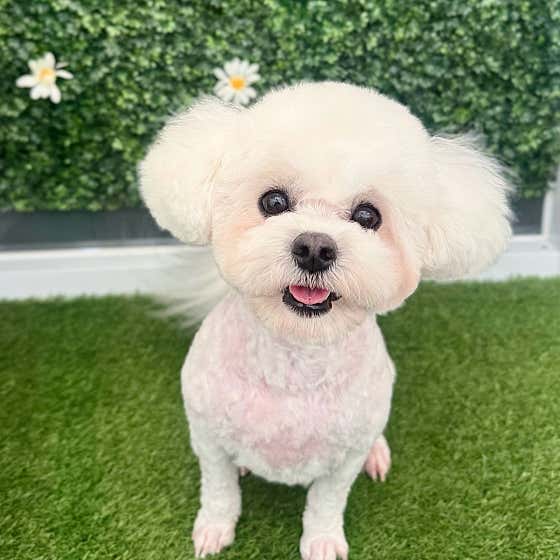강생이네 대표이미지