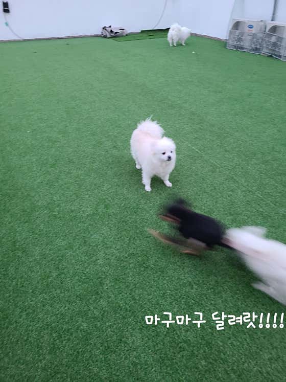 건강하개 애견유치원 · 네이버 지도·플레이스 4
