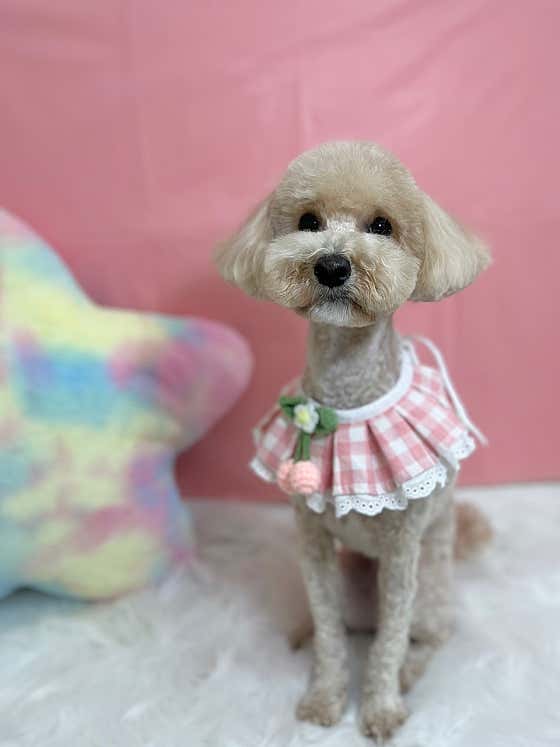 댕스널컬러 · 네이버 지도·플레이스 6