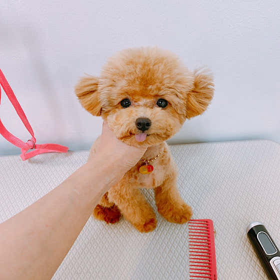 멍블리 · 네이버 지도·플레이스 2