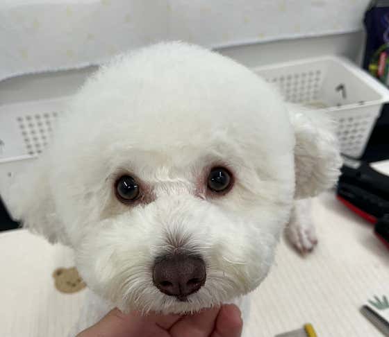두유네애견미용실 · 네이버 지도·플레이스 8
