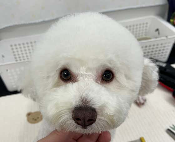 두유네애견미용실 · 네이버 지도·플레이스 9