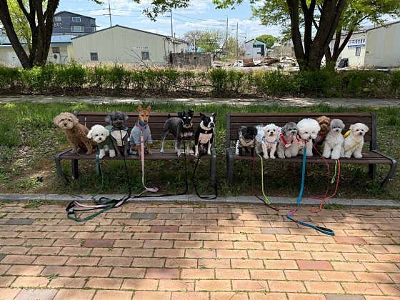 무럭무럭자라개 · 네이버 지도·플레이스 2