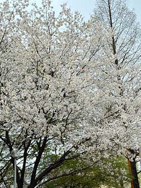 레브 사진 5