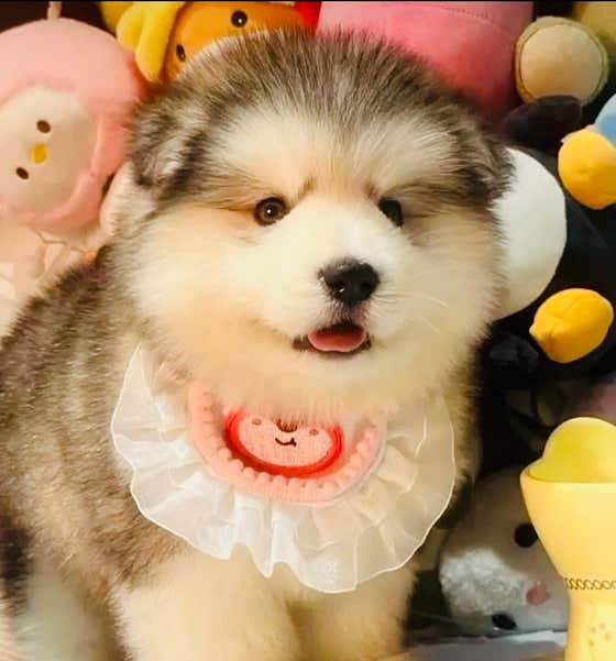 강아지분양 펫앤펫 인천본점 · 네이버 지도·플레이스 8