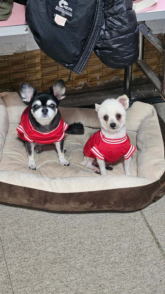 빵댕이애견미용실 · 네이버 지도·플레이스 4
