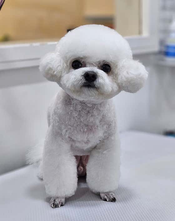 핑크펫미용실 · 네이버 지도·플레이스 7