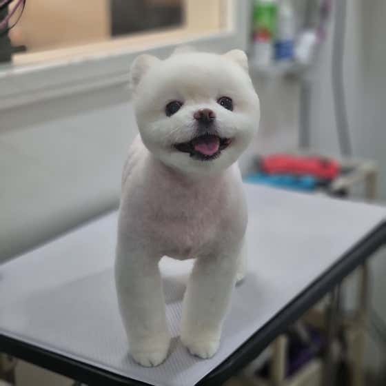 핑크펫미용실 · 네이버 지도·플레이스 5
