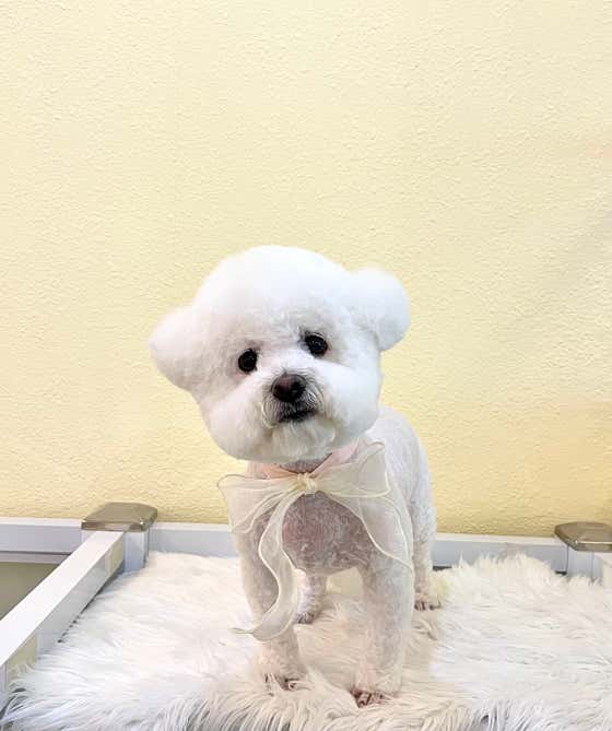 포블포블