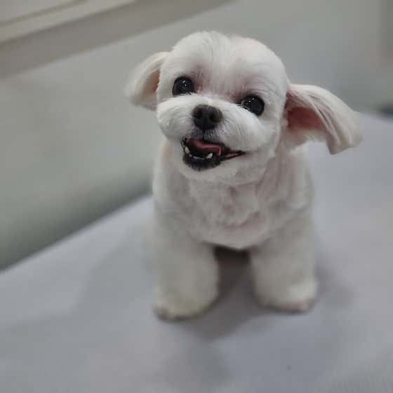 핑크펫미용실 · 네이버 지도·플레이스 10