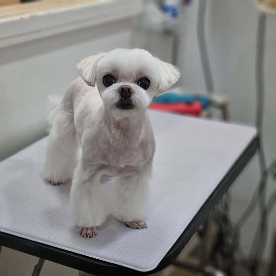 핑크펫미용실 · 네이버 지도·플레이스 4