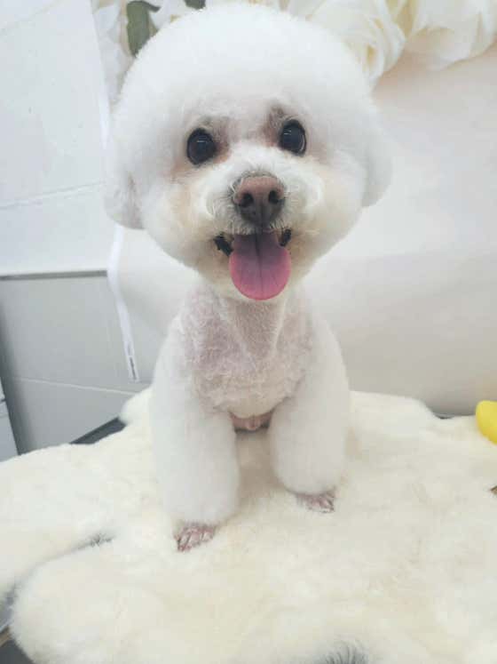 개폼애견미용실 · 네이버 지도·플레이스 2